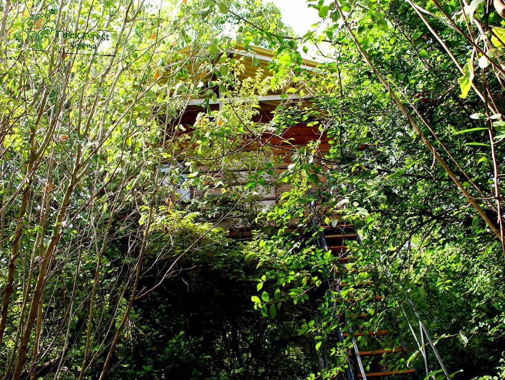 The Thick Forest Szigirija Szoba fotó