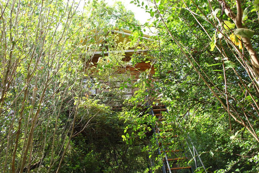 The Thick Forest Szigirija Szoba fotó